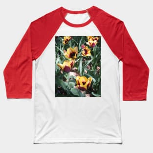 Tulip Time in Canberra Australia 14 Baseball T-Shirt